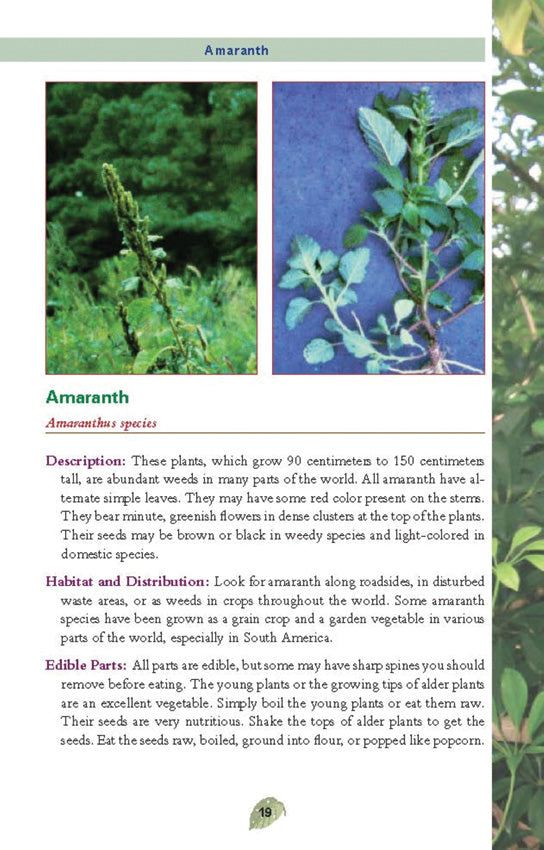 Pocket Guide to Edible Plants - outdoor reference - image 5