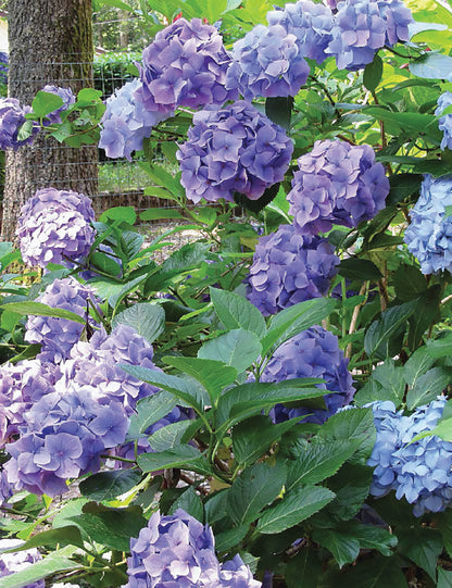 Plants That Can Kill - outdoor reference - image 4