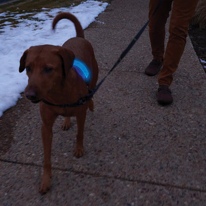 Nite Ize Nitedog LED Collar Cover - portable flashlight - image 9