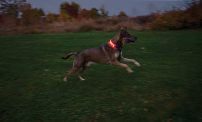Nite Ize Nitedog LED Collar Cover - portable flashlight - image 11