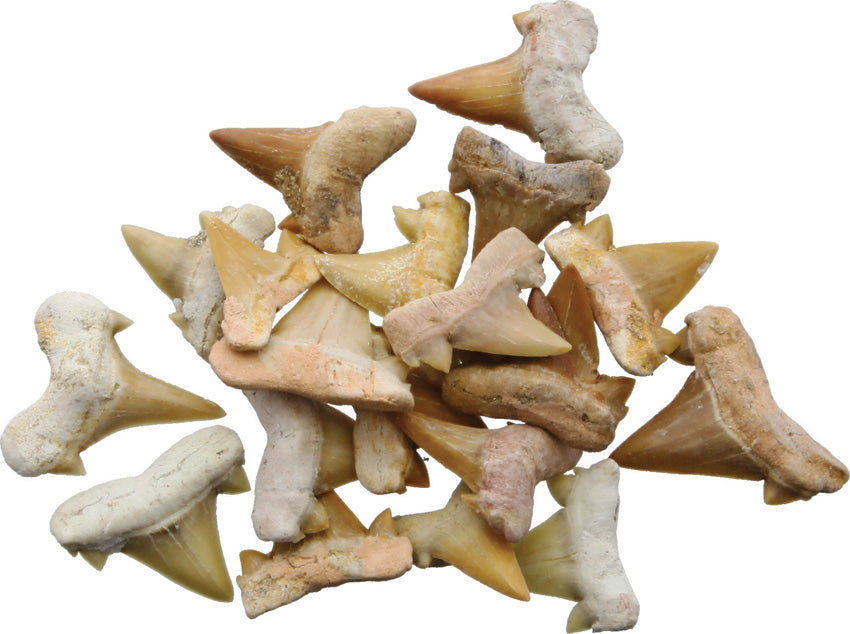 Arrowhead Shark Tooth Fossils 0.5 Inch 30333025 (BAG OF 20)